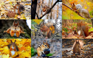 Squirrels in Autumn - Eichhrnchen im Herbst