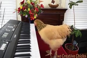 Musikalisches Huhn