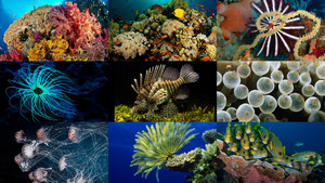 Unterwasserleben 2