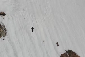 Bären im Schnee
