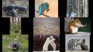 klicke hier, um die Datei herunterzuladen Comedy Wildlife