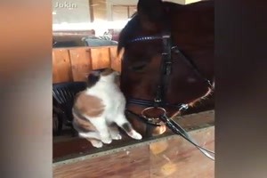 Katzen und Hunde wollen gestreichelt werden