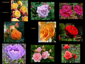 Belles Roses 1 - Schne Rosen 1