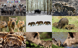 klicke hier, um die Datei herunterzuladen Wild Boars - Wildschweine