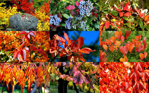 Autumn Splendor - Herbstpracht