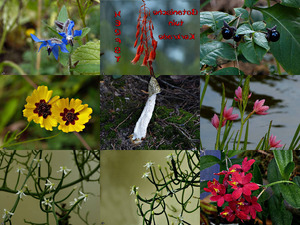 klicke hier, um die Datei herunterzuladen Botanische Tuin Kerkrade - Herfst - Botanischer Garten