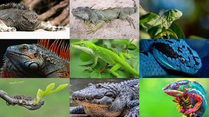 klicke hier, um die Datei herunterzuladen Reptilien 4