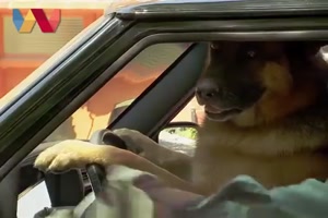 Hund fährt Auto