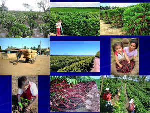 A Coffee Farm in The Brazil - Eine Kaffeefarm in Brasilien