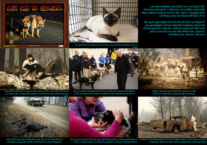 Animals of the Fire - Tiere des Feuers (Kalifornien)