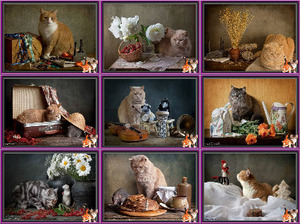 klicke hier, um die Datei herunterzuladen Chats Photos montages - Katzen Fotomontagen