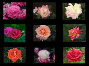 klicke hier, um die Datei herunterzuladen Belles Roses 2 - Schöne Rosen 2
