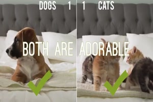 Cats vs Dogs Which Pet Is Better - Katzen gegen Hunde