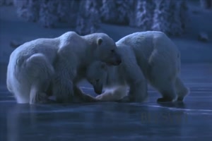 Eisbären-Tanz