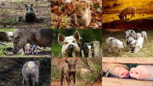 klicke hier, um die Datei herunterzuladen Ferkel und Schweine 3