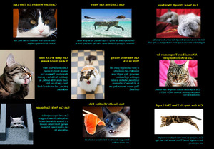 klicke hier, um die Datei herunterzuladen Amazing Facts About Cats - Erstaunliche Fakten über Katzen