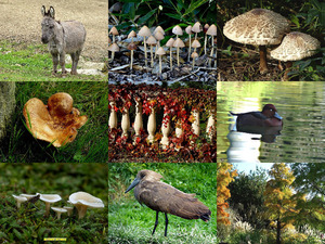 klicke hier, um die Datei herunterzuladen Autumn - Herbst