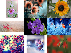 klicke hier, um die Datei herunterzuladen Des Fleurs - Blumen