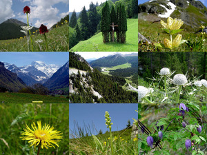 Flora in den Bergen