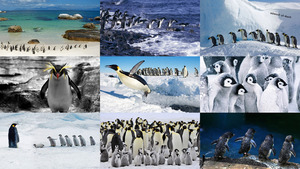 Pinguine 2