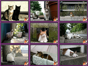 klicke hier, um die Datei herunterzuladen Chats des rues - Straßenkatzen