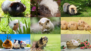 klicke hier, um die Datei herunterzuladen Meerschweinchen