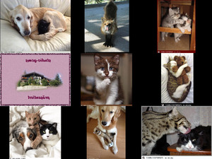 klicke hier, um die Datei herunterzuladen Bilder-Galerie vom 10112018 1 Katzen Hunde