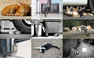 Stray Cats 3 - Streunende Katzen 3