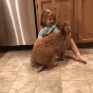 Ziemlich großer Hase