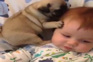 Herzige Szenen mit Hunden und Babys