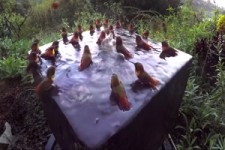 Pool-Party bei den Kolibris