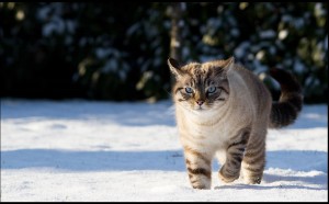 klicke hier, um die Datei herunterzuladen Zoom Sur L'Hiver Animaux 2 - Vergrößere die Wintertiere 2
