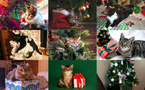 klicke hier, um die Datei herunterzuladen Meowy Xmas - Miaow Weihnachten