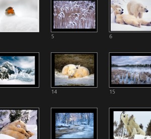 klicke hier, um die Datei herunterzuladen Zoom Sur L' Hiver Animaux 1 - Tiere im Winter
