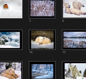 Zoom Sur L' Hiver Animaux 1 - Tiere im Winter