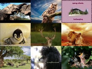 Bilder-Galerie vom 29102018 2 Tiere