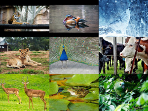 Bilder-Galerie vom 30102018 1 Tiere
