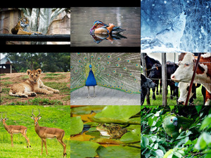 klicke hier, um die Datei herunterzuladen Bilder-Galerie vom 30102018 1 Tiere
