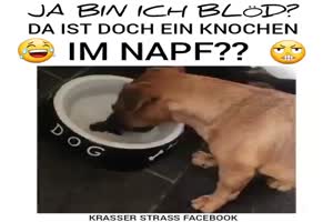 Ich bin ja bloed