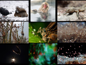 klicke hier, um die Datei herunterzuladen best nature pictures