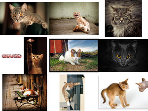 klicke hier, um die Datei herunterzuladen Chats 1 - Katzen 1