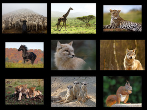 El Mon Dels Animals - Die Welt der Tiere