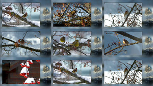 klicke hier, um die Datei herunterzuladen Vögel im Winter
