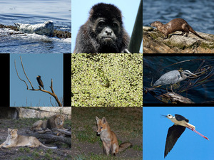 klicke hier, um die Datei herunterzuladen Bilder-Galerie vom 27092018 3 Tiere