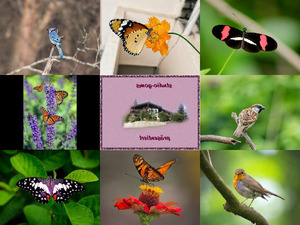 Schmetterlinge und Vgel