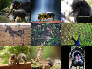 klicke hier, um die Datei herunterzuladen Bilder-Galerie vom 03112018 2 Tiere