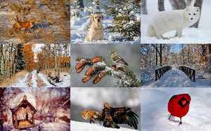 klicke hier, um die Datei herunterzuladen Hello Winter - Hallo Winter