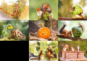 klicke hier, um die Datei herunterzuladen Squirrels - Eichhörnchen
