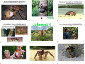 klicke hier, um die Datei herunterzuladen ungewöhnliche Tiere - Palmendieb