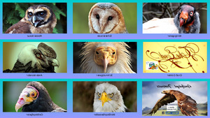 klicke hier, um die Datei herunterzuladen Greifvögel
